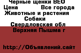 Черные щенки ВЕО › Цена ­ 5 000 - Все города Животные и растения » Собаки   . Свердловская обл.,Верхняя Пышма г.